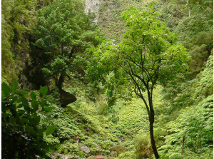 Múltiples tonalidades de verde del bosque de Laurisilva, Patrimonio Mundial de la humanidad por la UNESCO. Foto de erik's fotosite.