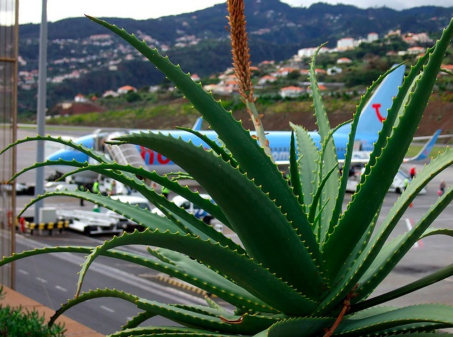 Más vuelos directos a Madeira 2012