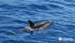 Avistamiento de delfines y cetáceos